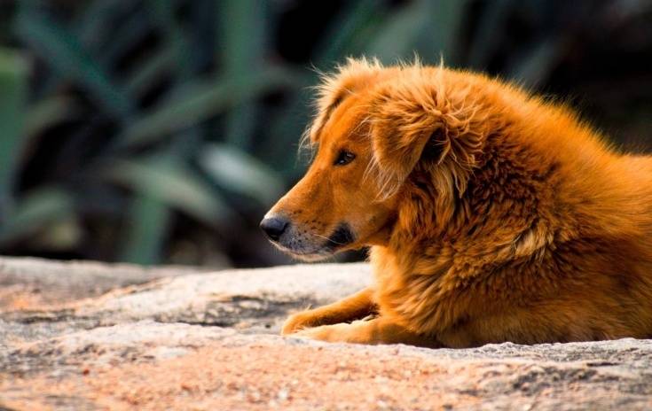 CJI BR Gavai Promises Review of Supreme Court Order on Stray Dogs in Delhi-NCR
