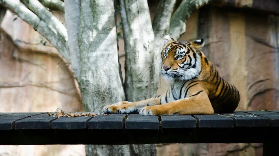Denmark Zoo Sparks Debate by Asking for Small Pet Donations to Feed Predators