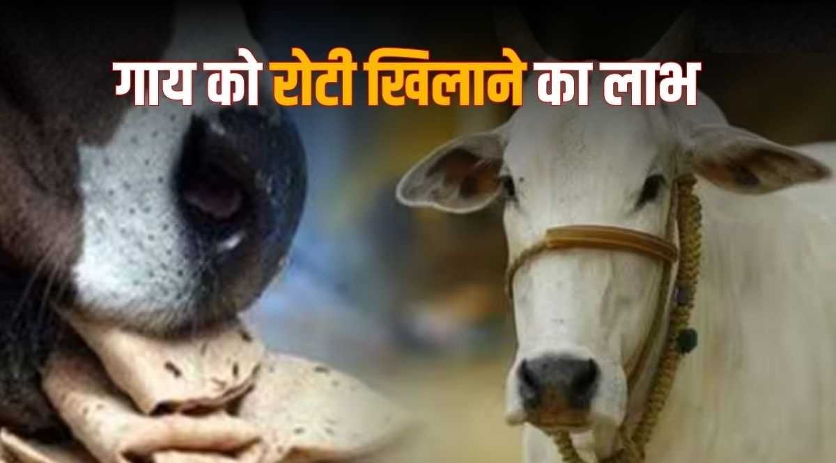 हर शुक्रवार गाय को दो रोटियाँ खिलाएँ: वास्तु से व्यापार में सफलता का उपाय