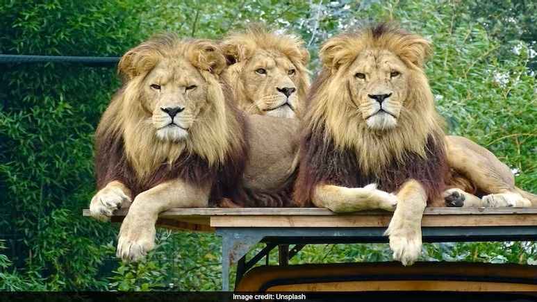 Bangkok Zoo Horror: Zookeeper Mauled to Death by Lions in Front of Tourists, Safety Under Fire