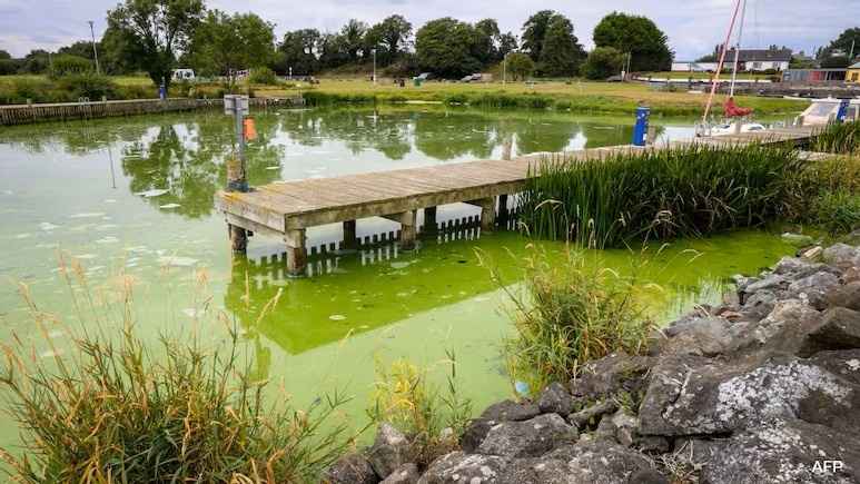 UK’s Largest Lake Lough Neagh “Dying” as Toxic Algae Blooms Spread