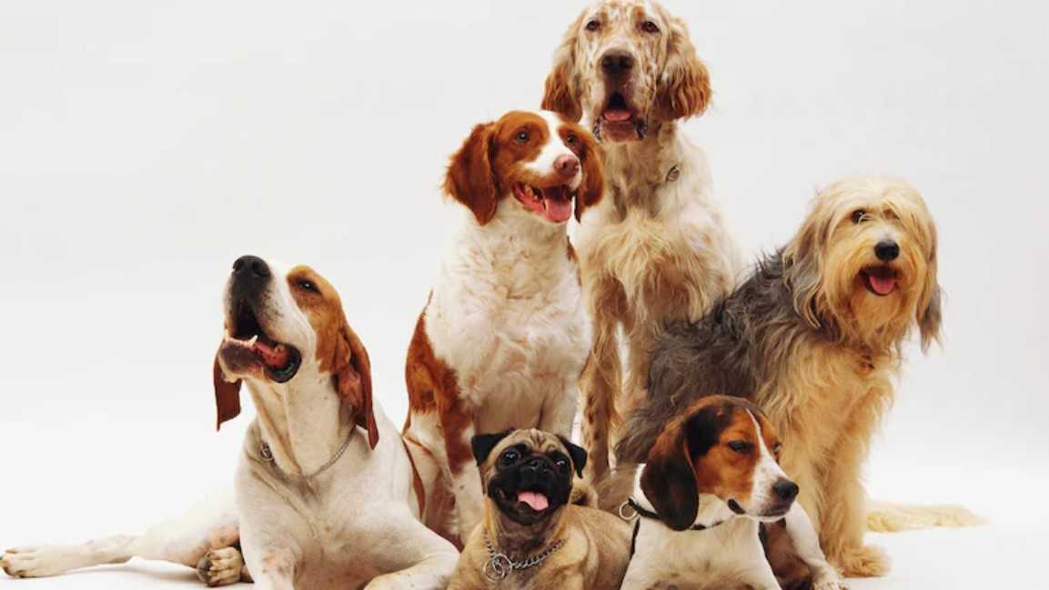Rome Airport Opens Luxury Dog Hotel: A Game-Changer for Pet Owners Who Travel