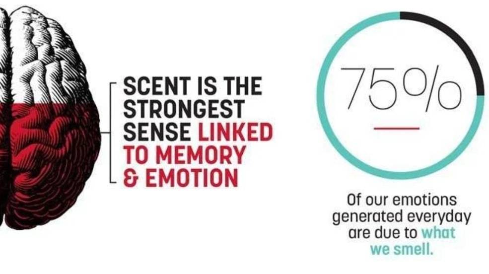 The Science of Scent Memory: How Smells Influence Mood and Productivity in Daily Life