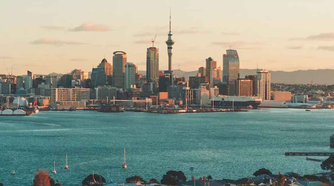 New Zealand to Get Rid of Feral Cats by 2050 to Save Wildlife